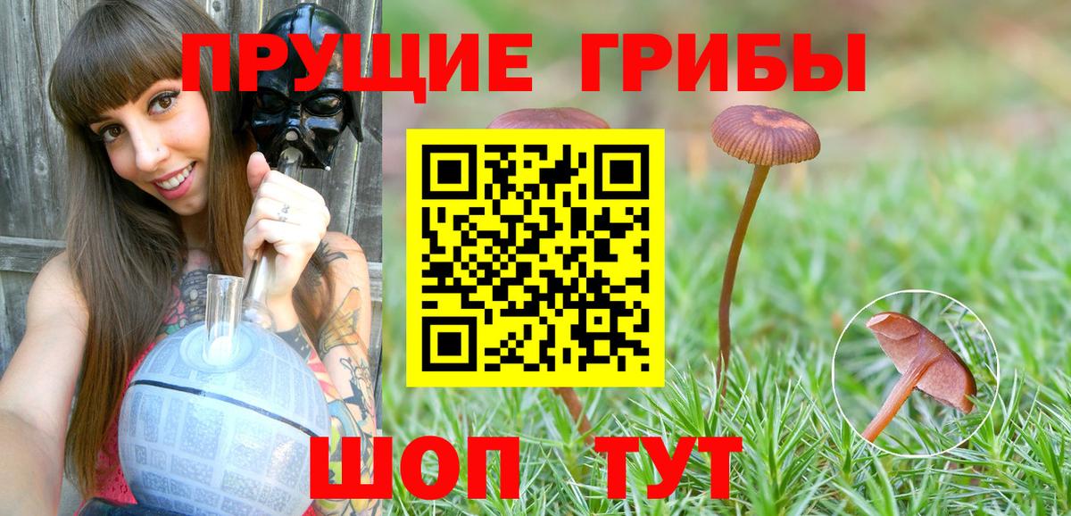 Галлюциногенные грибы Cubensis Вологда
